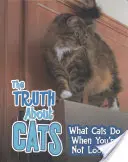 La vérité sur les chats - Ce que les chats font quand vous ne regardez pas - Truth about Cats - What Cats Do When You're Not Looking