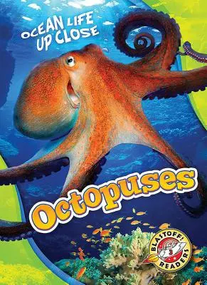 Pieuvres - Octopuses