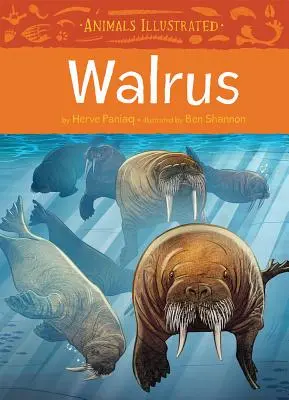 Animaux illustrés : Le morse - Animals Illustrated: Walrus