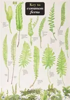 Clé des fougères communes - Key to Common Ferns