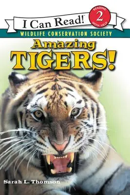 Des tigres étonnants ! - Amazing Tigers!