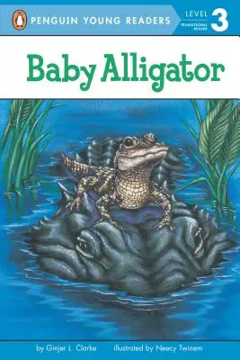 Bébé alligator - Baby Alligator