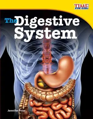 Le système digestif - The Digestive System