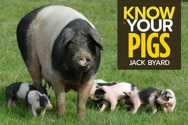 Connaître les porcs - Know Your Pigs