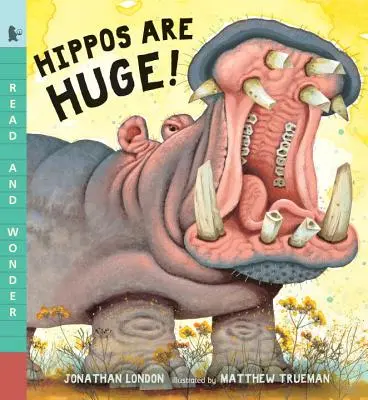 Les hippopotames sont énormes ! - Hippos Are Huge!