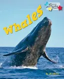 Baleines - Whales