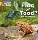 Grenouille ou crapaud ? - Frog or Toad?