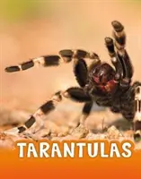 Tarentules - Tarantulas