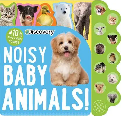 Découverte : Bébés animaux bruyants ! - Discovery: Noisy Baby Animals!