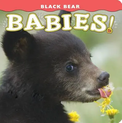 Les bébés ours noirs ! - Black Bear Babies!