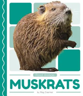 Rats musqués - Muskrats