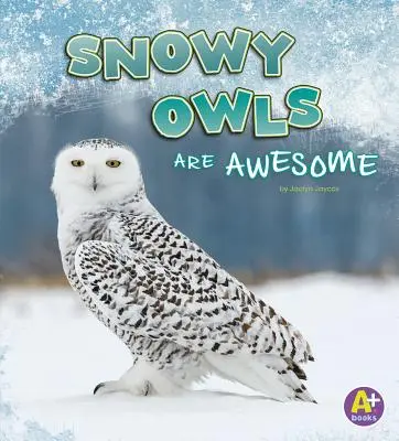 Les harfangs des neiges sont géniaux - Snowy Owls Are Awesome