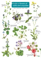 Guide des fleurs des promenades et des chemins - Guide to flowers of walks and waysides