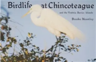 Oiseaux de Chincoteague et des Virginia Barrier Islands - Birdlife at Chincoteague and the Virginia Barrier Islands