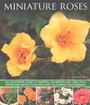 Roses miniatures - Miniature Roses