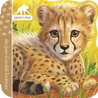 Guépard - Cheetah