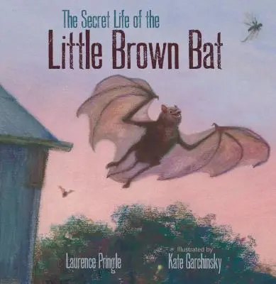 La vie secrète de la petite chauve-souris brune - The Secret Life of the Little Brown Bat