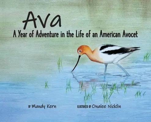 Ava : Une année d'aventure dans la vie d'une avocette américaine - Ava: A Year of Adventure in the Life of an American Avocet