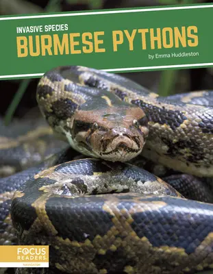 Pythons birmans - Burmese Pythons