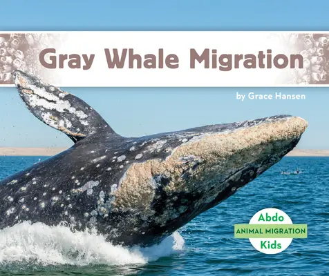 Migration des baleines grises - Gray Whale Migration