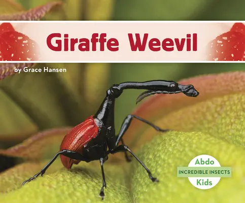 Charançon de la girafe - Giraffe Weevil