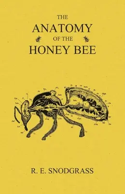 Anatomie de l'abeille domestique - The Anatomy of the Honey Bee