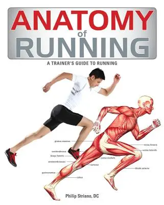 Anatomie de la course à pied - Anatomy of Running