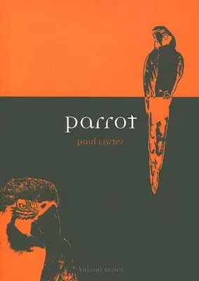 Perroquet - Parrot