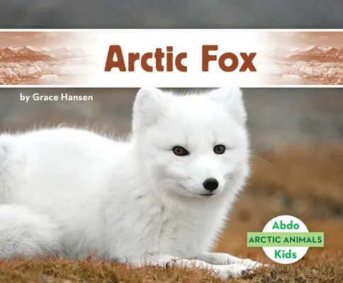 Renard arctique - Arctic Fox