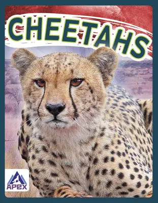 Guépards - Cheetahs