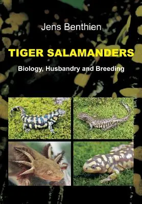 Salamandre tigrée - Tiger Salamanders