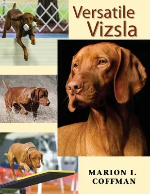 Vizsla polyvalent - Versatile Vizsla