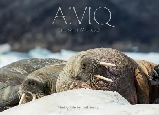 Aiviq : La vie avec les morses - Aiviq: Life with Walruses