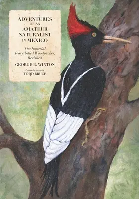 Aventures d'un naturaliste amateur au Mexique : Le pic impérial à bec ivoire, revisité - Adventures of an Amateur Naturalist in Mexico: The Imperial Ivory-billed Woodpecker, Revisited