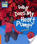 Pourquoi mon cœur pompe-t-il&nbsp;? Manuel d'information du niveau 6 - Why Does My Heart Pump? Level 6 Factbook