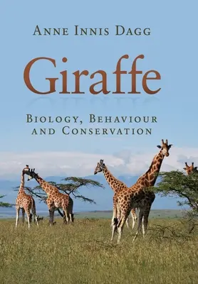 Girafe - Giraffe