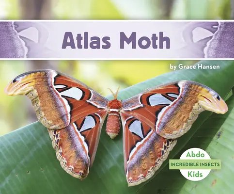 Mite de l'Atlas - Atlas Moth