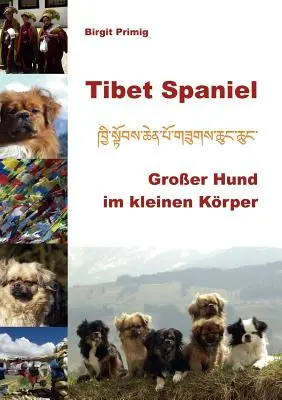 L'épagneul du Tibet : Un grand chien dans un petit chien - Tibet Spaniel: Groer Hund im kleinen Krper