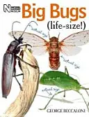 Gros insectes grandeur nature - Big Bugs Life-Size