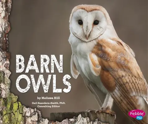 Chouette effraie - Barn Owls