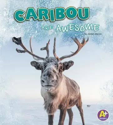 Les caribous sont géniaux - Caribou Are Awesome