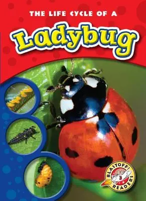 Le cycle de vie d'une coccinelle - The Life Cycle of a Ladybug