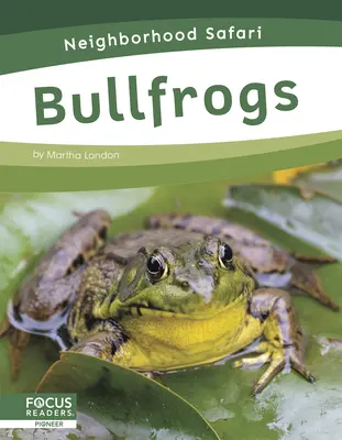 Grenouilles - Bullfrogs