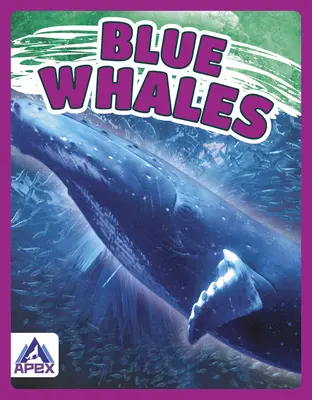 Les baleines bleues - Blue Whales