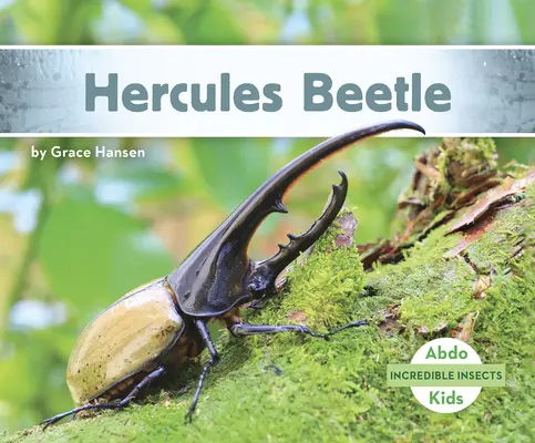 Coléoptère Hercule - Hercules Beetle