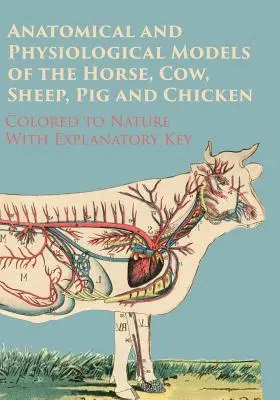 Modèles anatomiques et physiologiques du cheval, de la vache, du mouton, du cochon et du poulet - colorés d'après nature - avec clé explicative - Anatomical and Physiological Models of the Horse, Cow, Sheep, Pig and Chicken - Colored to Nature - With Explanatory Key