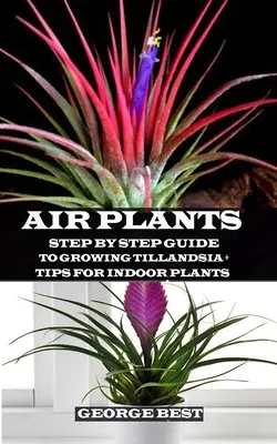 Plante d'intérieur : Guide pas à pas pour la culture du Tillandsia + Conseils pour les plantes d'intérieur - Air Plant: Step by Step Guide to Growing Tillandsia + Tips for Indoor Plants