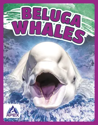 Béluga - Beluga Whales