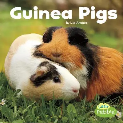 Cochons d'Inde - Guinea Pigs