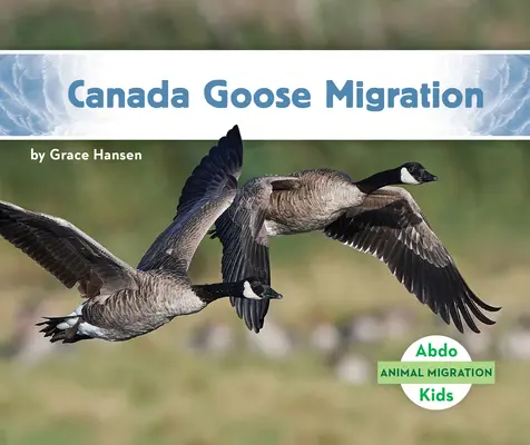 Migration de la bernache du Canada - Canada Goose Migration